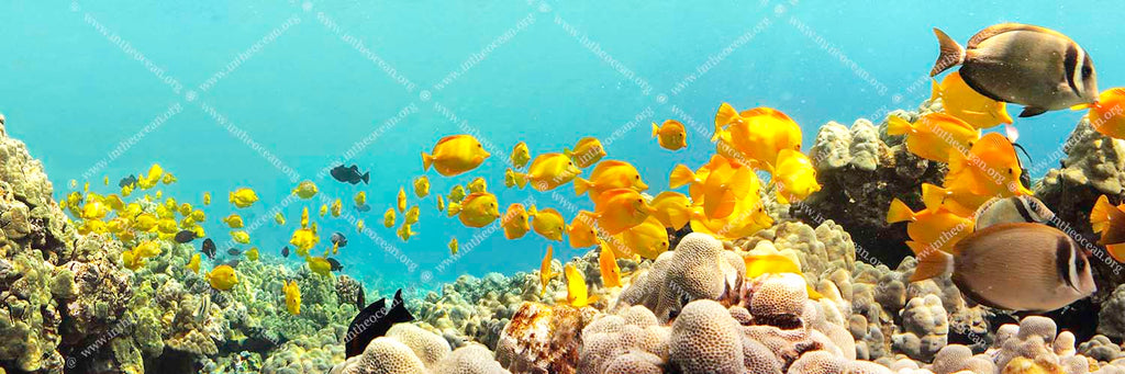 One Hundred Yellow Tang