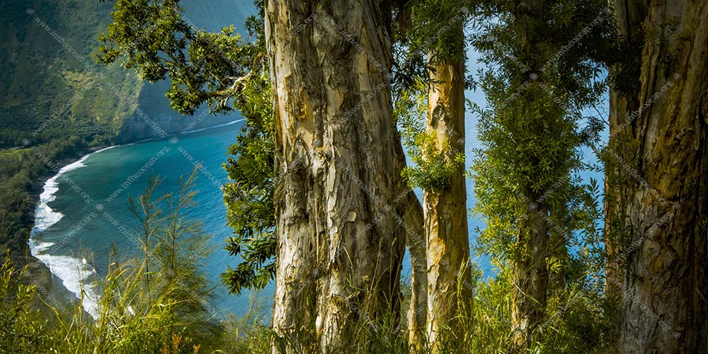 Eucalyptus Valley