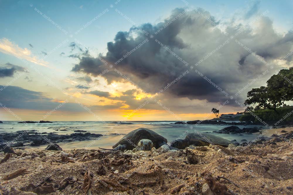 Turtles Stormcloud