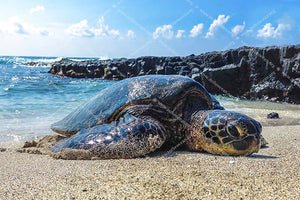 Glistening Turtle