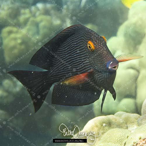 Goldring Surgeonfish (S)
