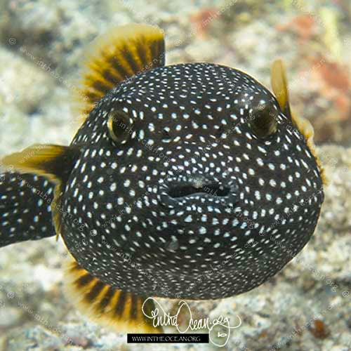 Black Spotted Puffer (S)