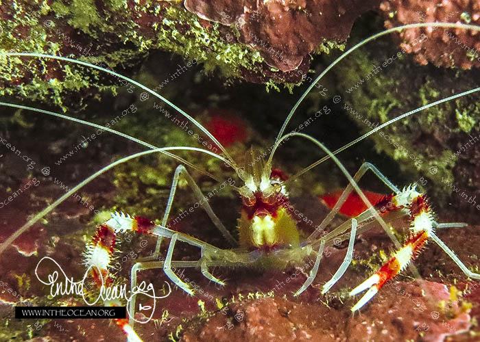 Banded Coral Shrimp