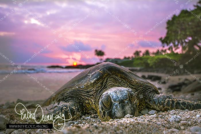 Turtle Pink Sunset